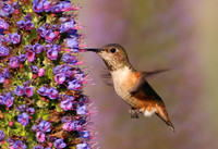 Allen's Hummingbird - Camarillo, California