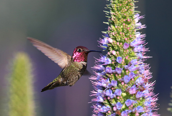 Annas's Hummingbird - Camarillo, California