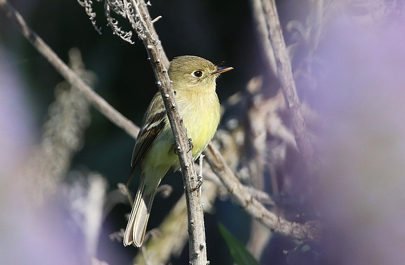 Pacific-slope Flycatcher - Camarillo, California