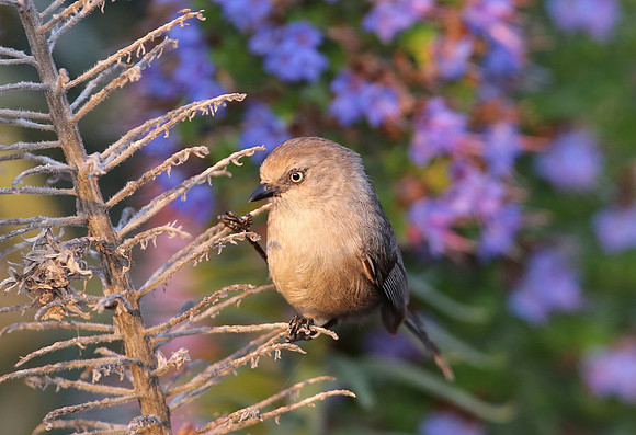 Wrentit - Camarillo, California