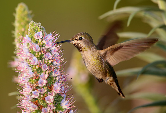 Anna's Hummingbird - Camarillo, California