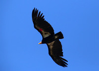 California Condor - Los Padres National Forest, California