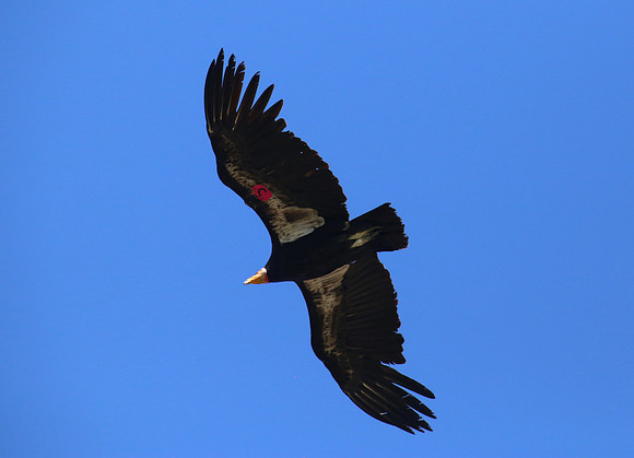 California Condor - Los Padres National Forest, California