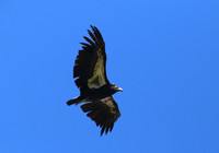 California Condor - Los Padres National Forest, California