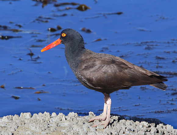 Black Oystercatcher - Morro Bay, California