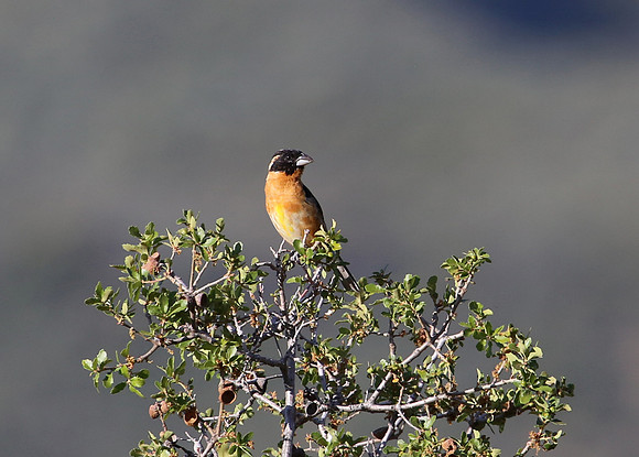 Black-headed Grosbeak - Los Padres National Forest, California