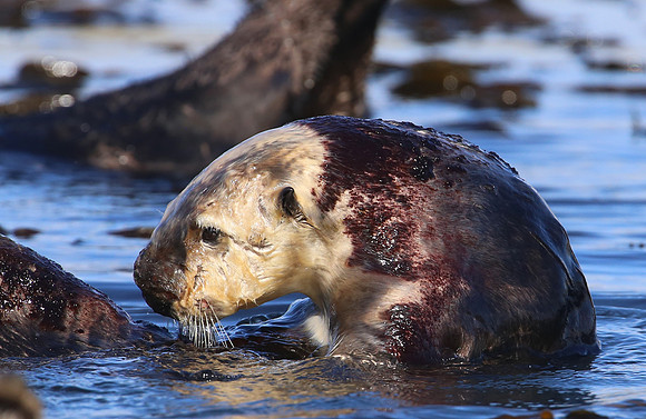Sea Otter with Red Algae Growth on Fur - Morro Bay, California