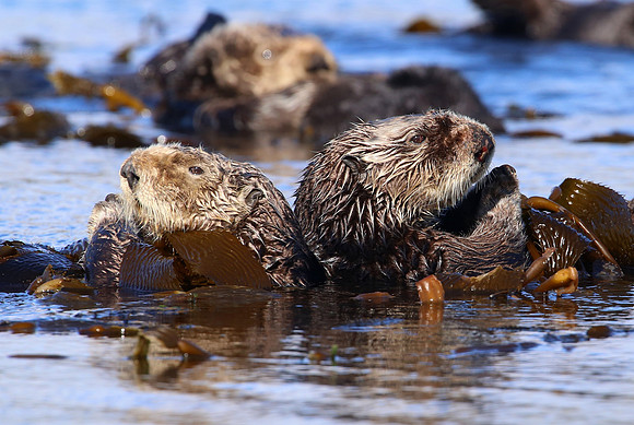 Sea Otter - Morro Bay, California
