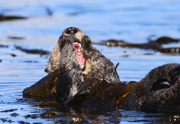Sea Otter - Morro Bay, California