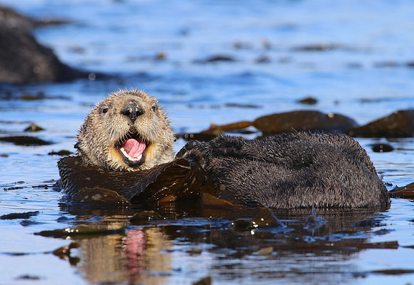 Sea Otter - Morro Bay, California