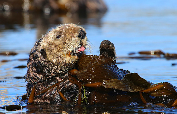Sea Otter - Morro Bay, California