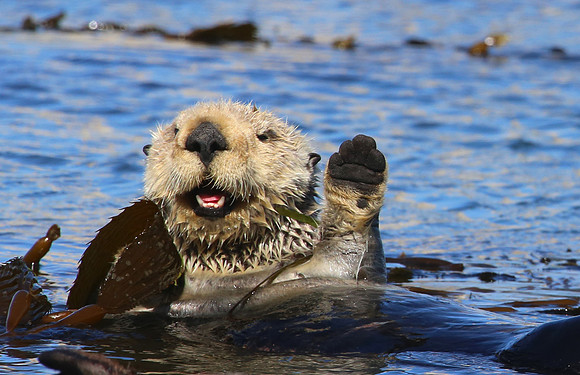 Sea Otter - Morro Bay, California