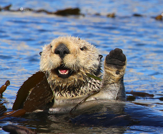 Sea Otter - Morro Bay, California