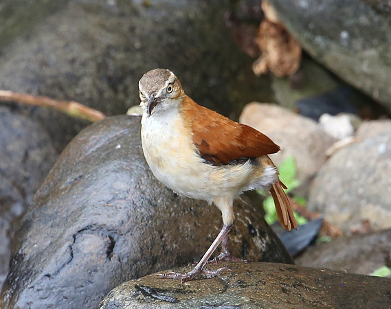 Pacific Hornero - Mindo, Ecuador