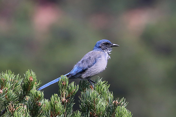 Western Scrub-Jay - Boulder, CO