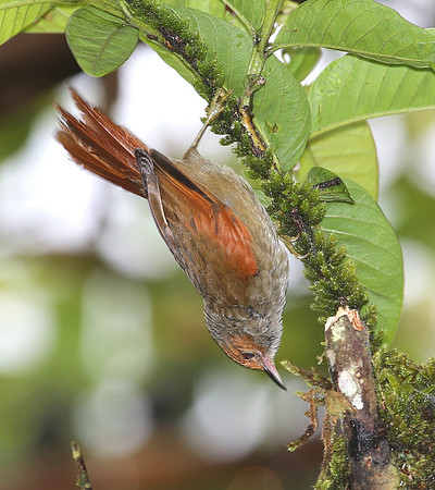 Red-faced Spinetail - Mindo, Ecuador
