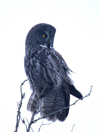 Great Gray Owl Sax Zim Bog, MN