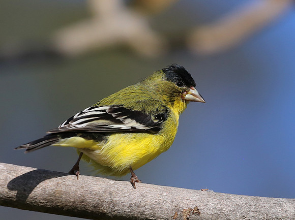 Lesser Goldfinch - Camarillo, CA