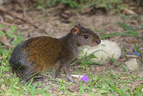 Central American Agouti - Mindo, Ecuador