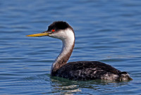 Western Grebe