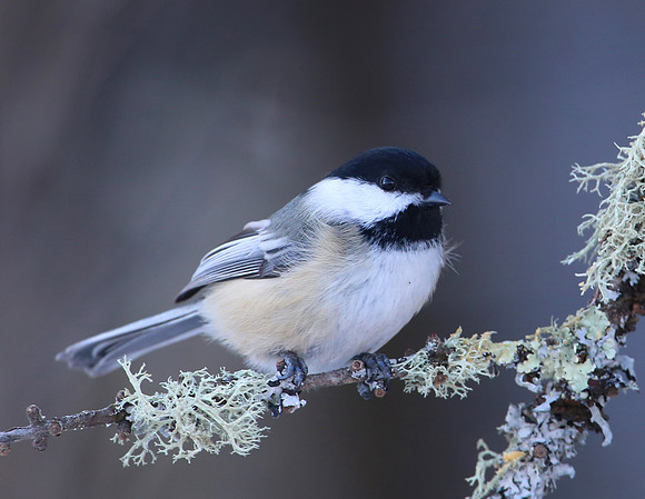 Black-capped Chickadee - Sax Zim Bog, MN