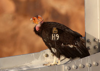 California Condor (wild) - Navajo Bridge, Arizone
