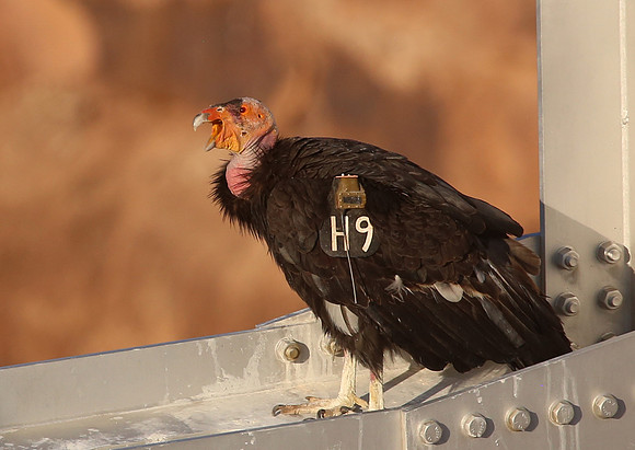 California Condor (wild) - Navajo Bridge, Arizone