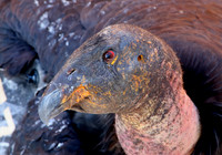 California Condor (wild) - Navajo Bridge, Arizone