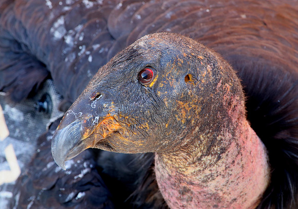 California Condor (wild) - Navajo Bridge, Arizone