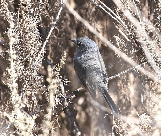 California Gnatcatcher - Dana Point, California
