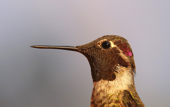 Anna's Hummingbird - Camarillo, California