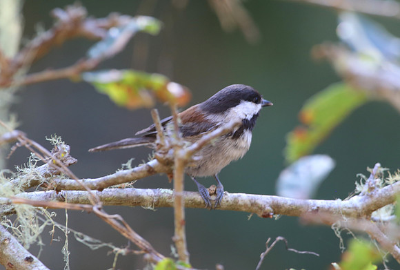 Chestnut-backed Chickadee - Monterey, California