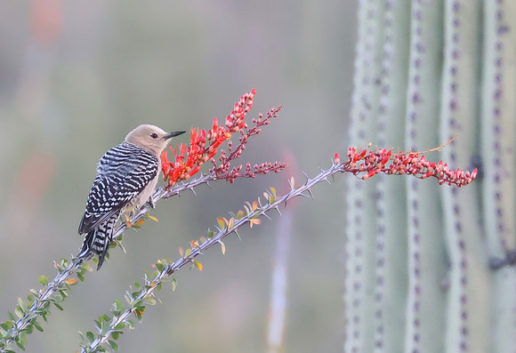 Gila Woodpecker on Ocotillo - Saguaro National Park, Arizona