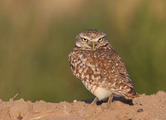 Burrowing Owl - Salton Sea, California