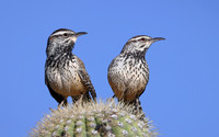 Cactus Wren on Saguaro - Saguaro National Park, Arizona