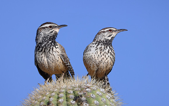 Cactus Wren on Saguaro - Saguaro National Park, Arizona