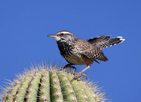 Cactus Wren on Saguaro - Saguaro National Park, Arizona