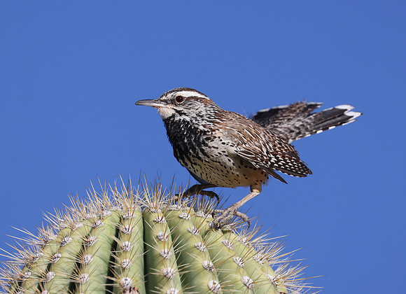 Cactus Wren on Saguaro - Saguaro National Park, Arizona