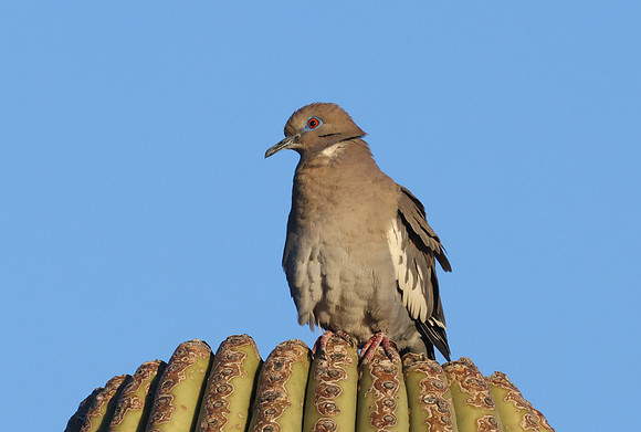 White-winged Dove on Saguaro - Saguaro National Park, Arizona