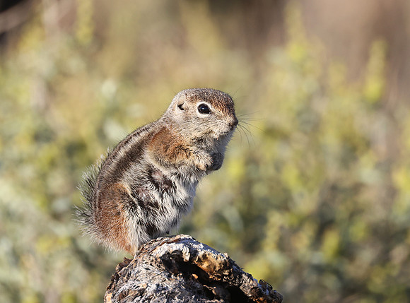 Harris' Antelope Squirrel - Saguaro National Park, Arizona