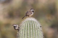 Cactus Wren on Saguaro - Saguaro National Park, Arizona