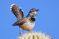 Wrens