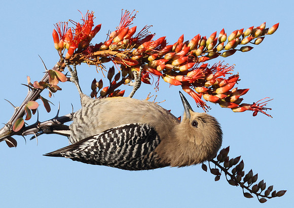 Gila Woodpecker on Ocotillo - Saguaro National Park, Arizona