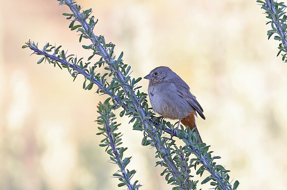 Canyon Towhee - Saguaro National Park, Arizona