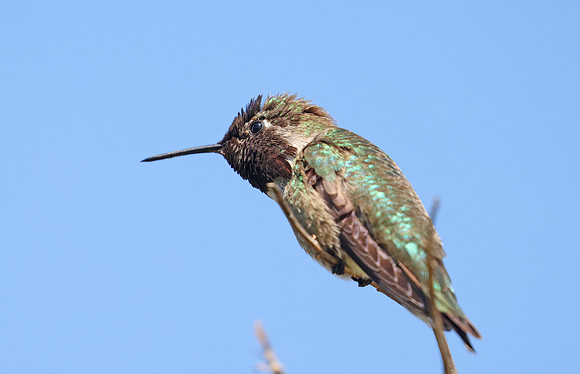 Costa's Hummingbird - Malibu Lagoons State Park, California