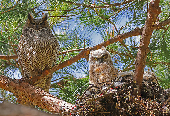 Great Horned Owl Nest, Olivas Links GC, Ventura, CA