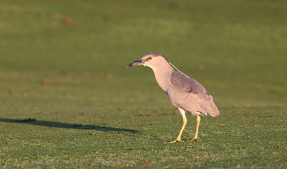 Black-crowned Night Heron, Olivas Links GC, Ventura, CA