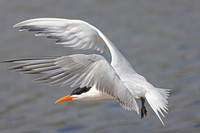 Royal Tern