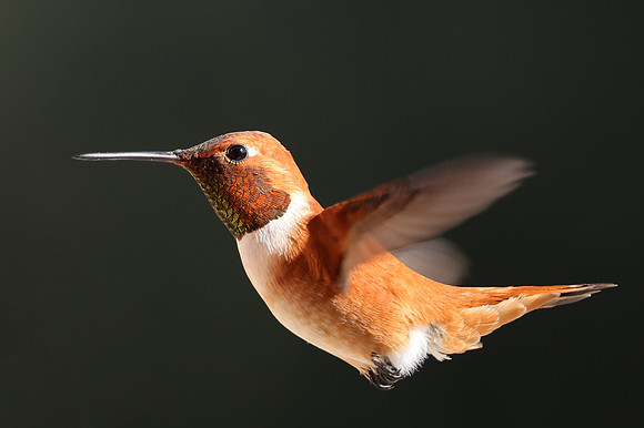 Rufous Hummingbird - Camarillo, California