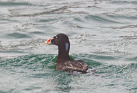 Surf Scoter - California